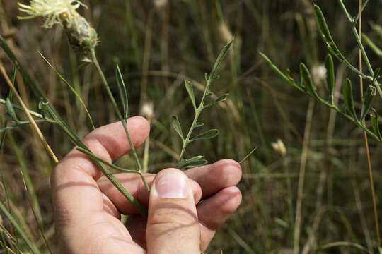 Image of Centaurea salonitana Vis.