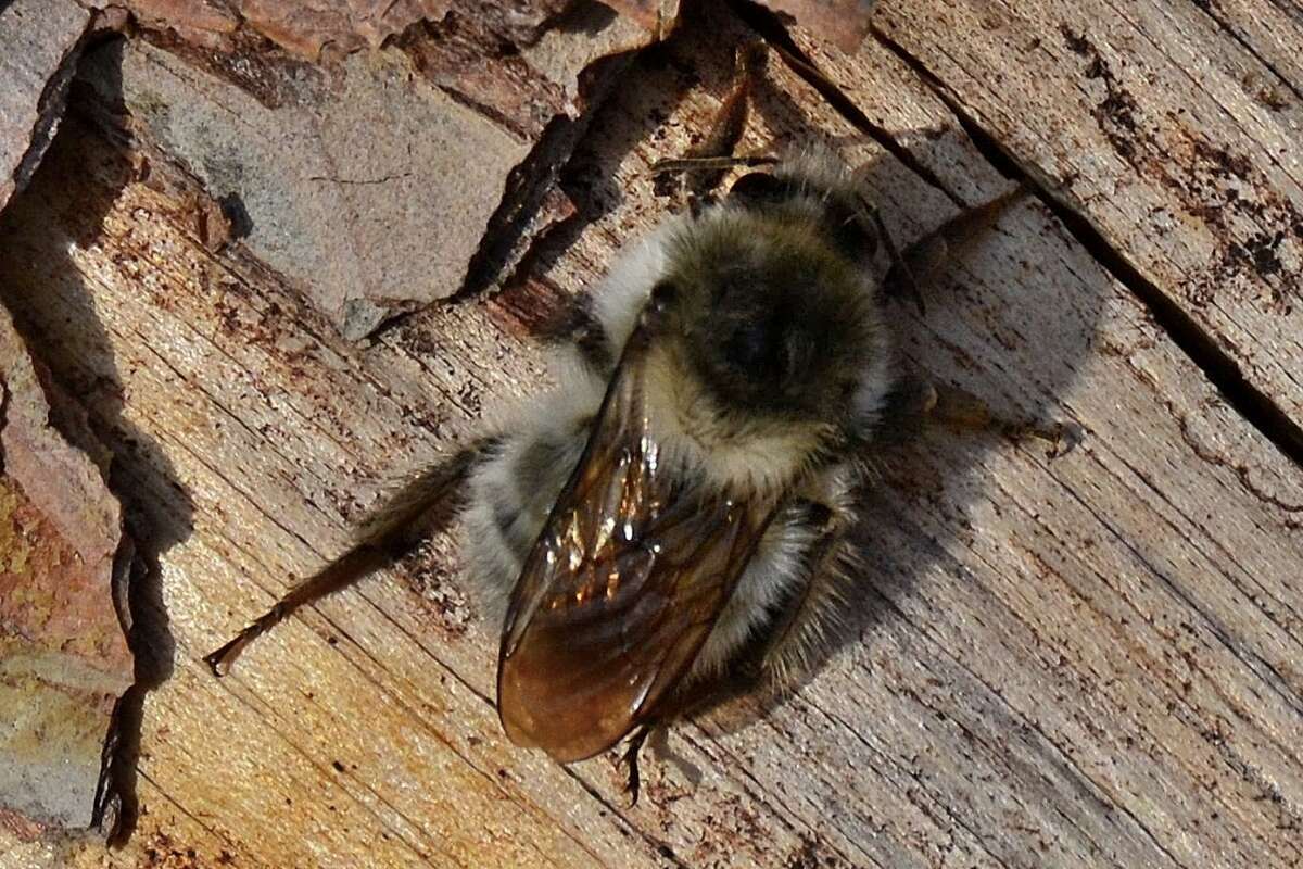 Image of Bombus veteranus (Fabricius 1793)