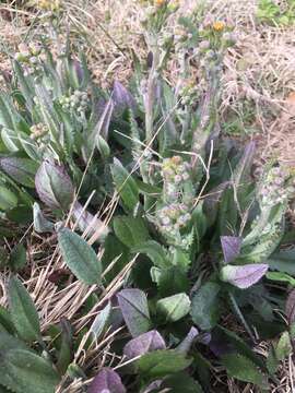 Image of woolly ragwort