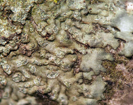 Image of Shadow-crust lichens