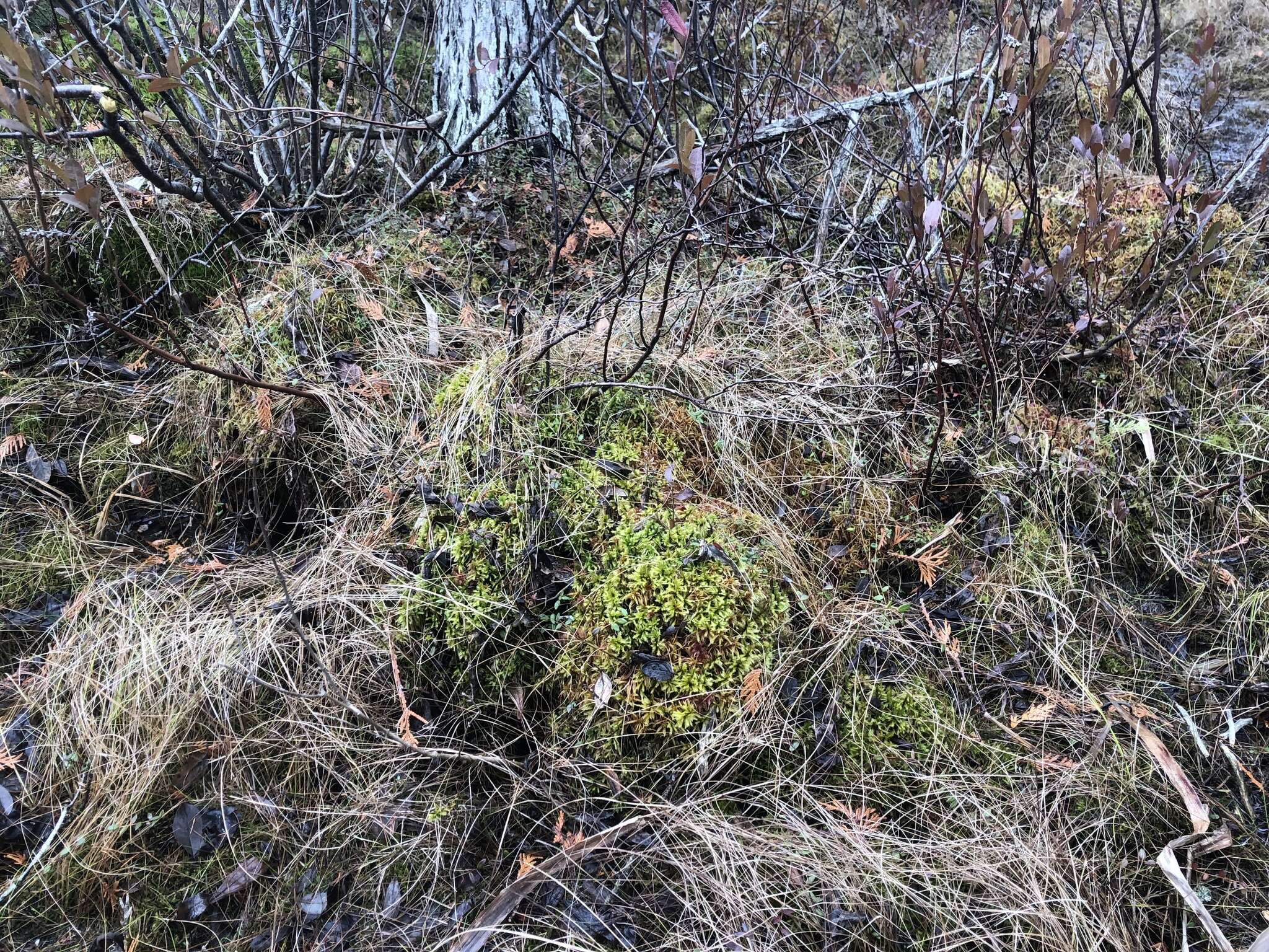 Image of tomentypnum moss