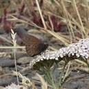 Imagem de Cosmosatyrus leptoneuroides plumbeola Butler 1868