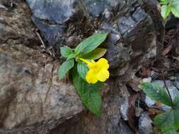 Imagem de Lindenbergia grandiflora (Buch.-Ham. ex D. Don) Benth.