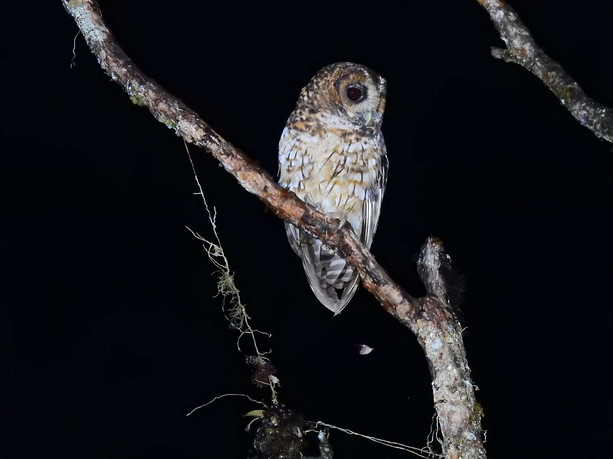 Image of Rufous-banded Owl