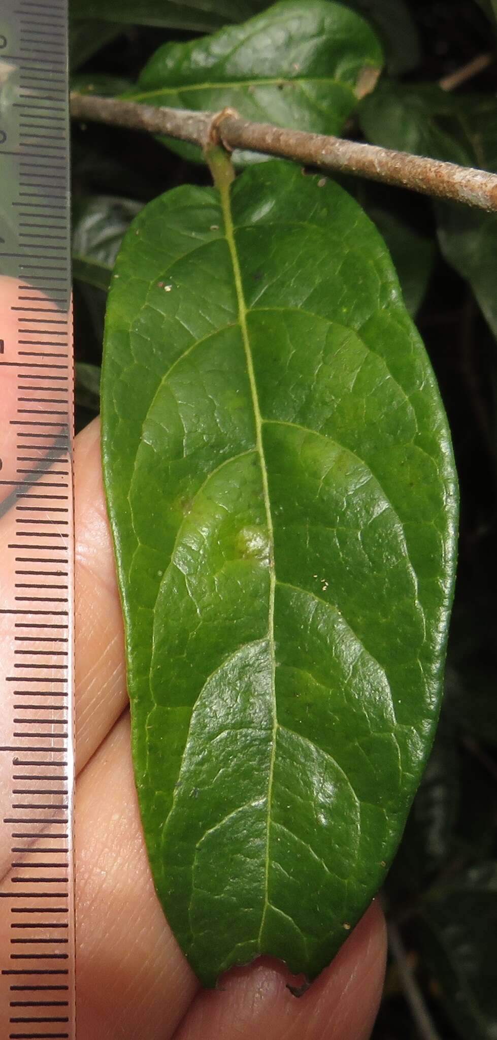 Image of Vangueria randii subsp. chartacea (Robyns) Verdc.