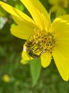 Image of Sunflower Andrena