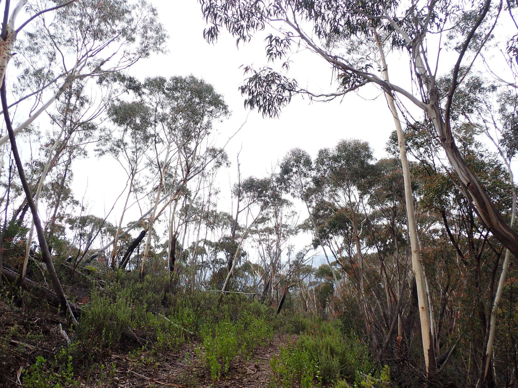 Image of Eucalyptus stenostoma L. A. S. Johnson & Blaxell