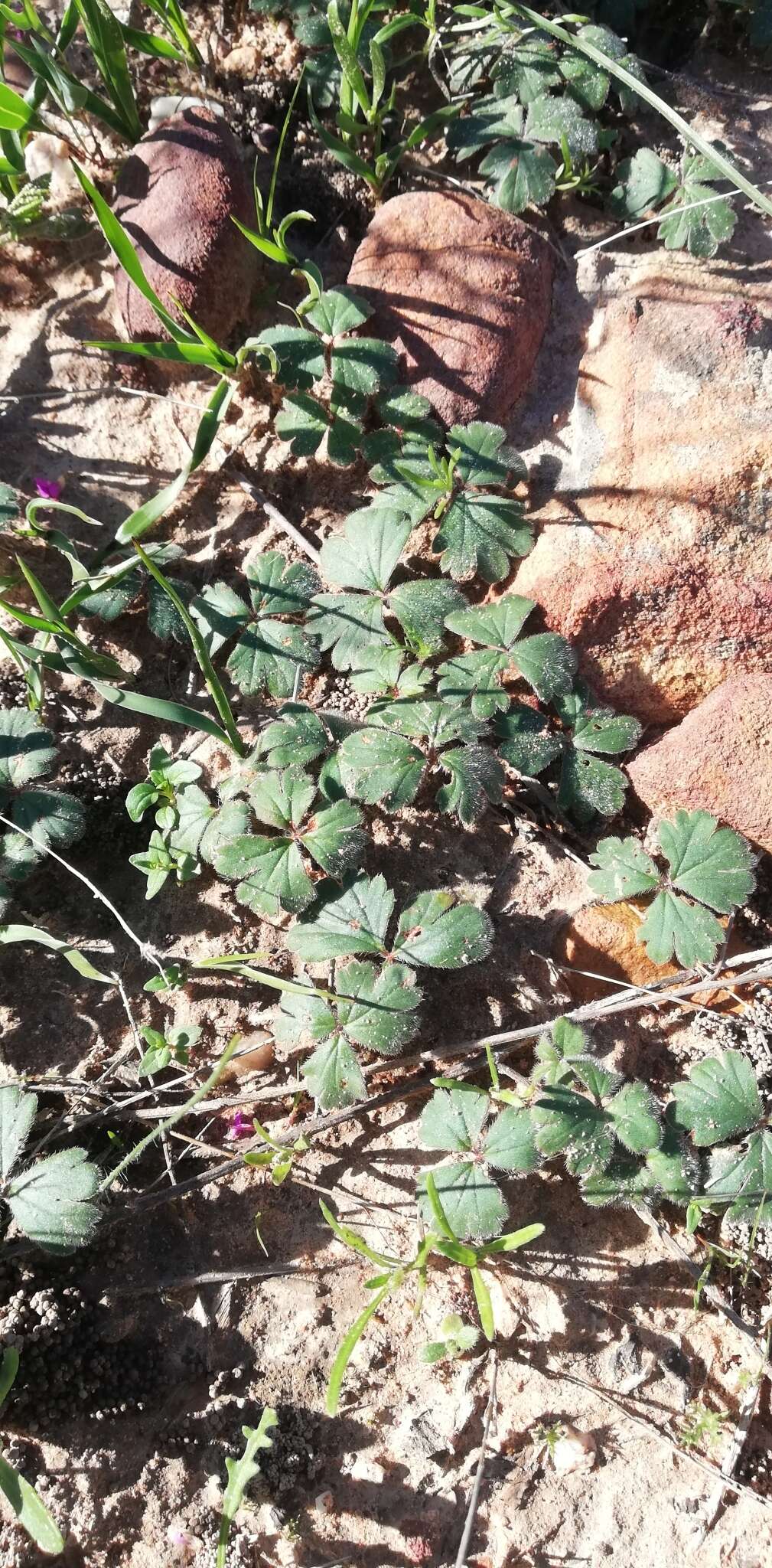 Image of Pelargonium ternifolium P. J. Vorster