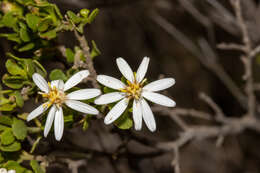 Image de Olearia muelleri (Sonder) Benth.