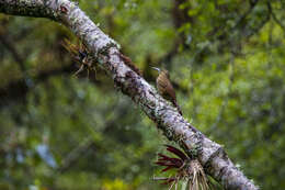 Image of Strong-billed Woodcreeper