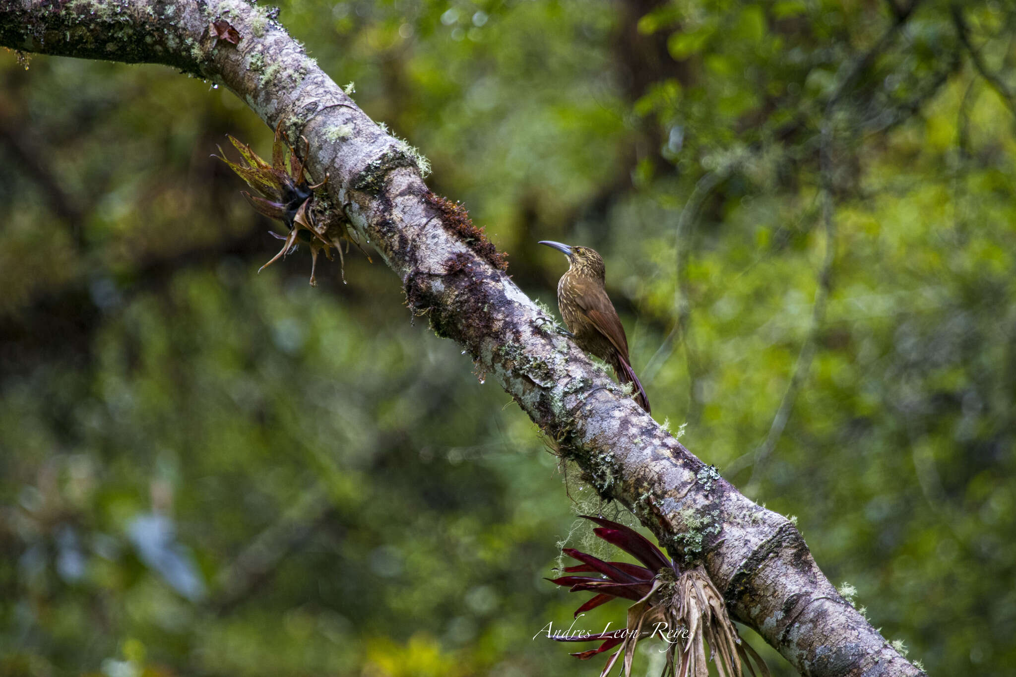 Image of Strong-billed Woodcreeper