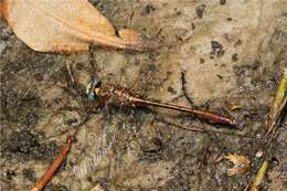 Image of Cypress Clubtail