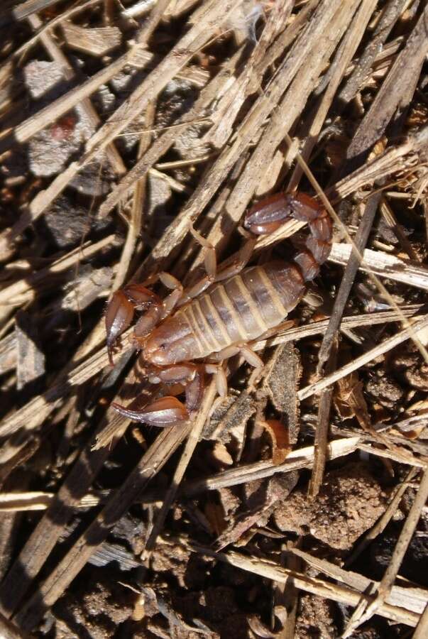 صورة <i>Catalinia castanea</i>