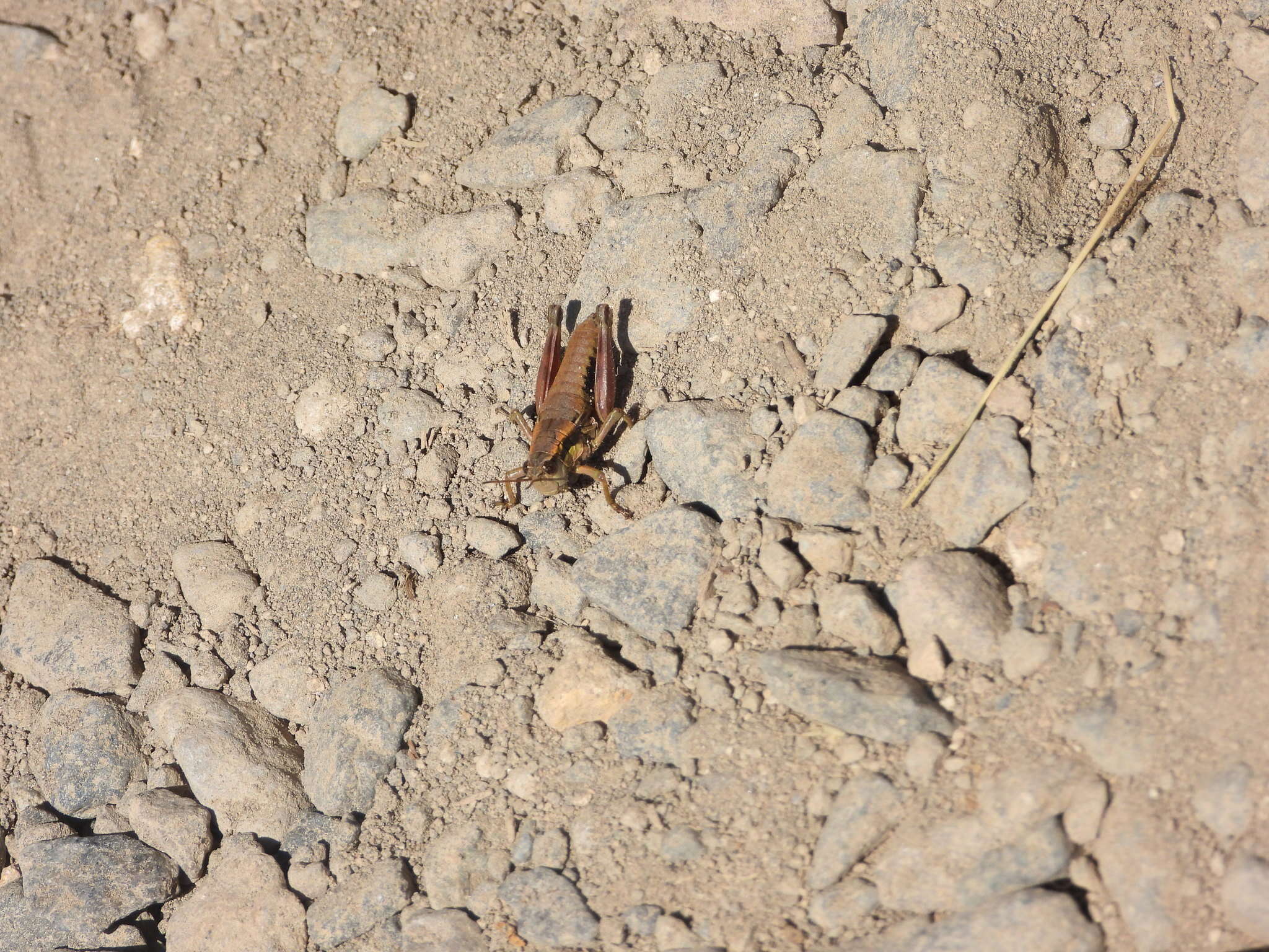 Image of Cascade Timberline Grasshopper