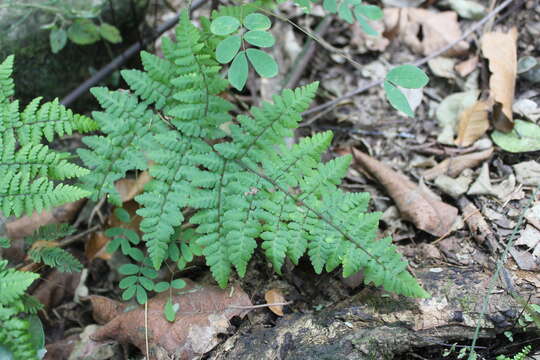 Plancia ëd Myriopteris aemula (Maxon) Grusz & Windham