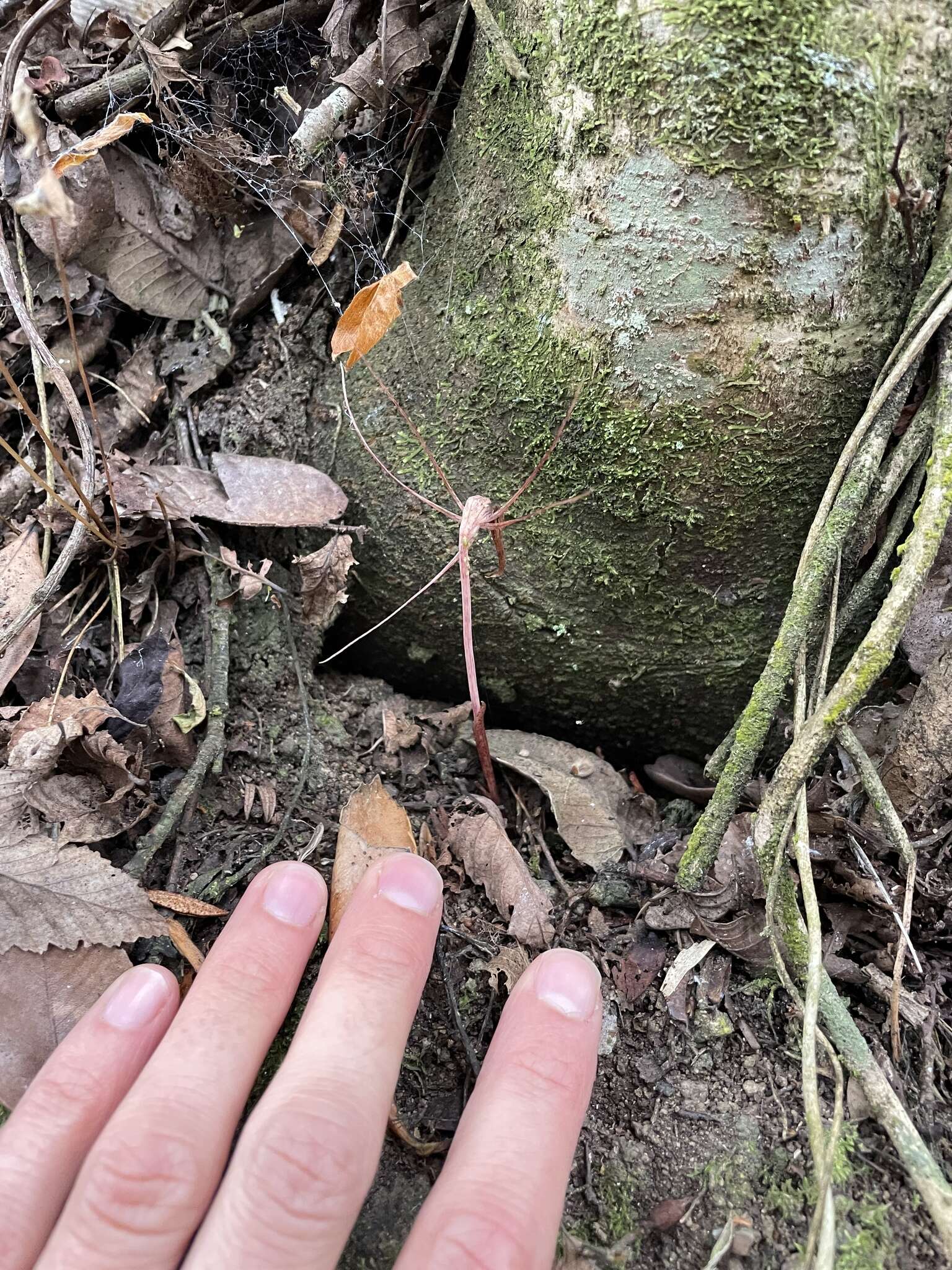 Image of Arachnitis uniflora Phil.