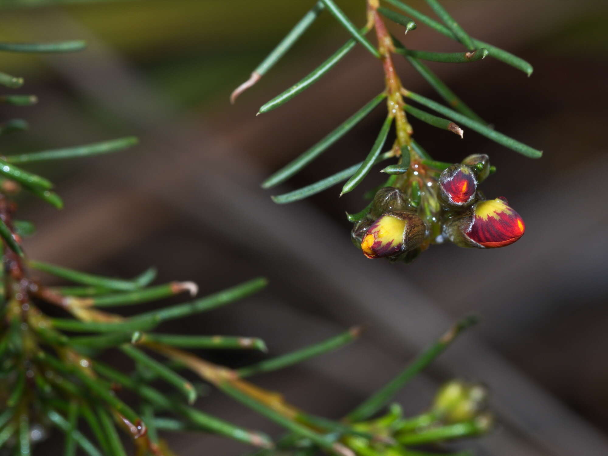 Image of Grey Parrot-Pea