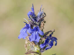 Image of Ajuga hybrida A. Kern.