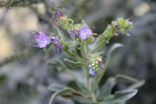 صورة Echium salmanticum Lag.