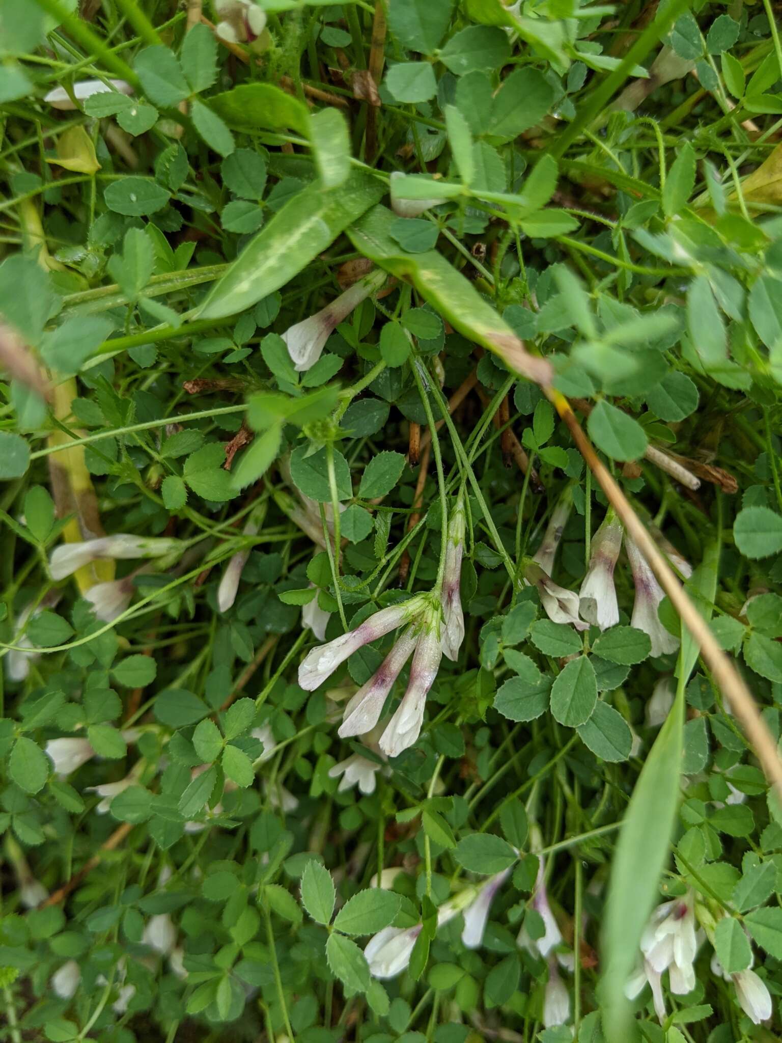 Image of mountain carpet clover