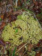Image of pale bog-moss