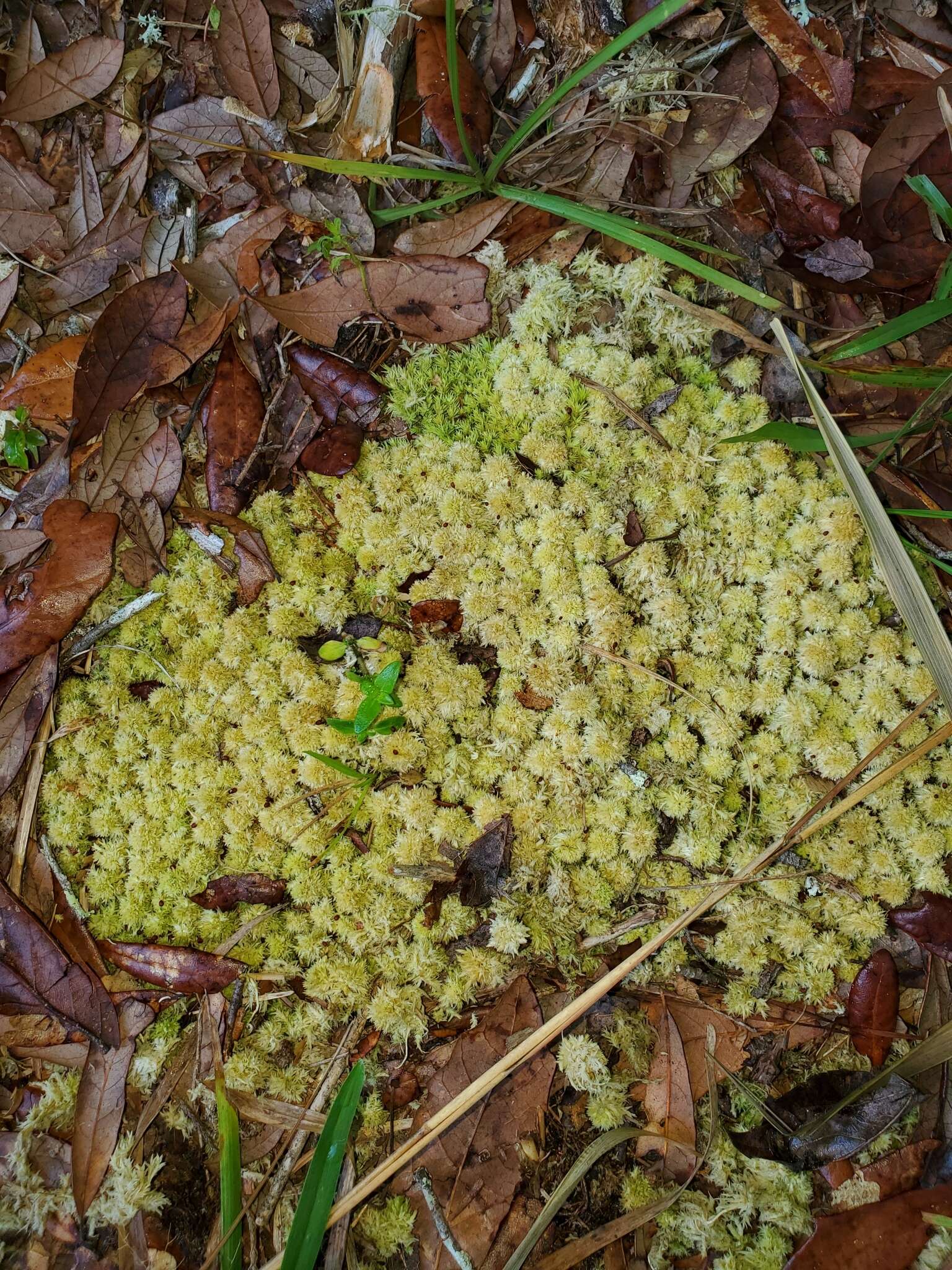 Image of pale bog-moss