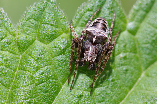 Image of <i>Gibbaranea bitubercolata</i>