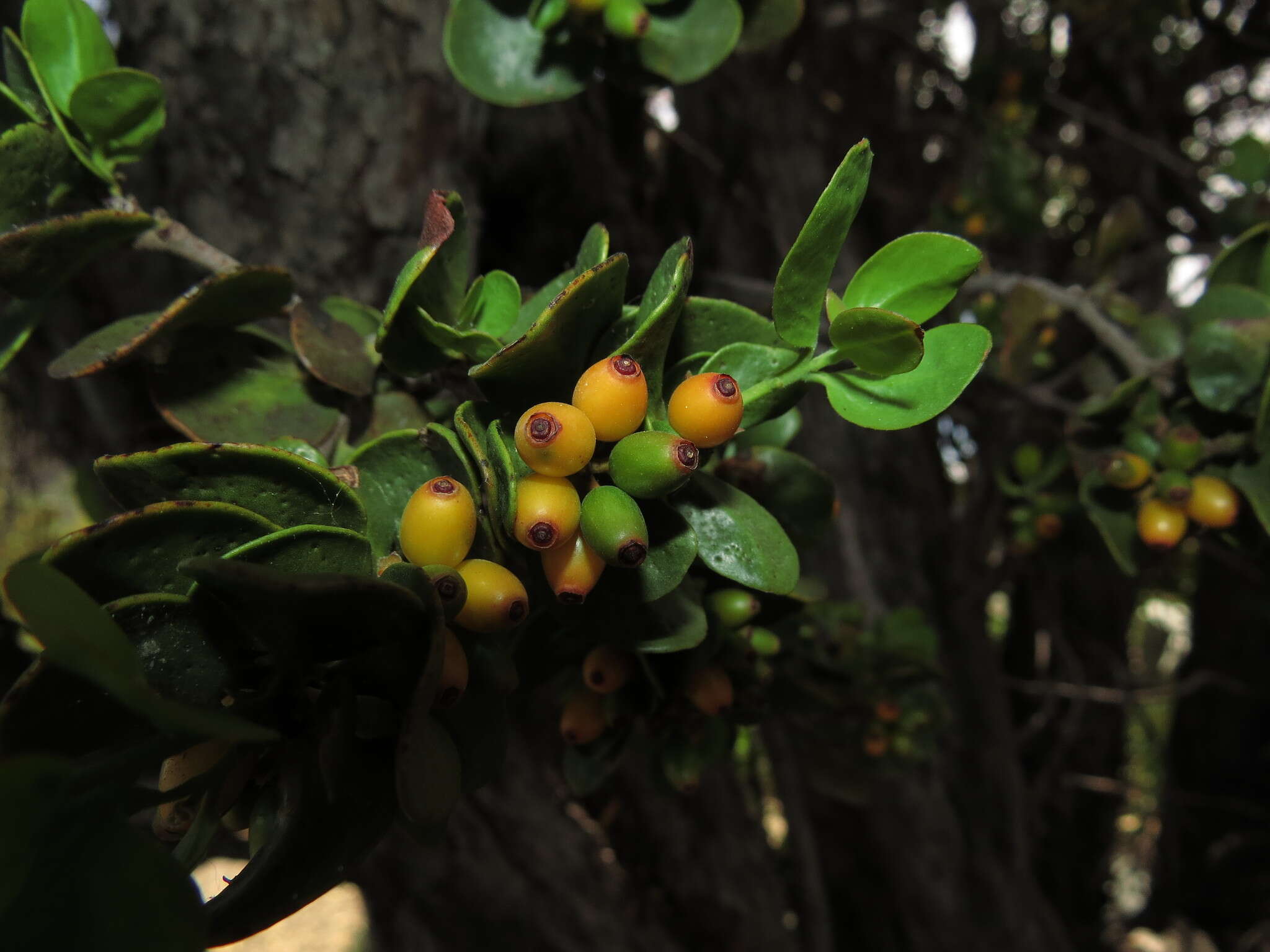 Image of Tristerix verticillatus (Ruiz & Pav.) Barlow & Wiens