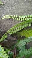 Слика од Asplenium tripteropus Nakai