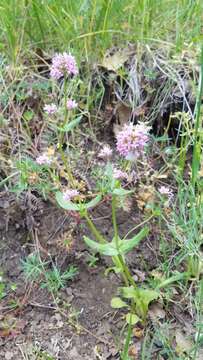 Image of Valeriana congesta (Lindl.) Byng & Christenh.