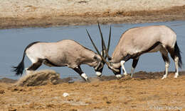 Image of Grazing antelope