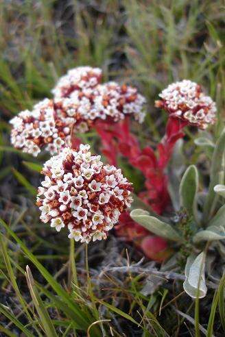 Image of Crassula natalensis Schönl.