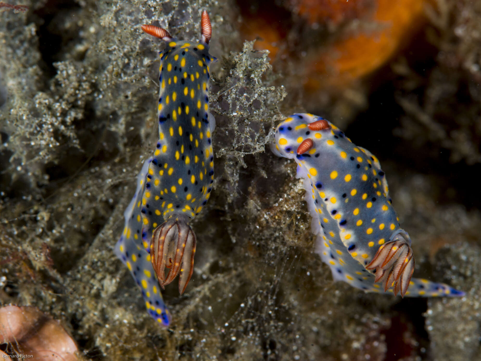 Image of Hypselodoris confetti Gosliner & R. F. Johnson 2018