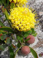 Image de Leucospermum hypophyllocarpodendron subsp. hypophyllocarpodendron