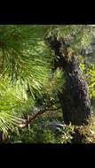 Pinus cembroides subsp. lagunae (Rob.-Pass.) D. K. Bailey resmi