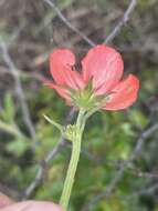 Image of Hibiscus barbosae Exell