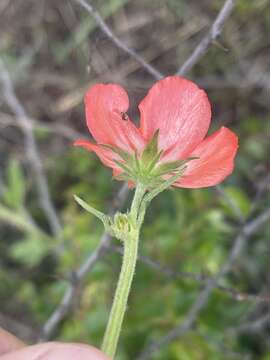 Imagem de Hibiscus barbosae Exell