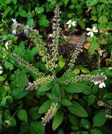 Image of Salvia plebeia R. Br.