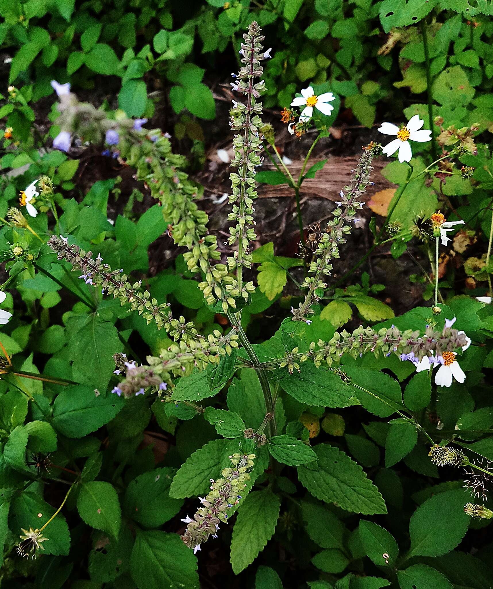 Image de Salvia plebeia R. Br.