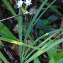 Image of Freesia laxa subsp. azurea (Goldblatt & Hutchings) Goldblatt & J. C. Manning