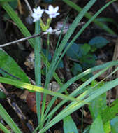 Image of Freesia laxa subsp. azurea (Goldblatt & Hutchings) Goldblatt & J. C. Manning