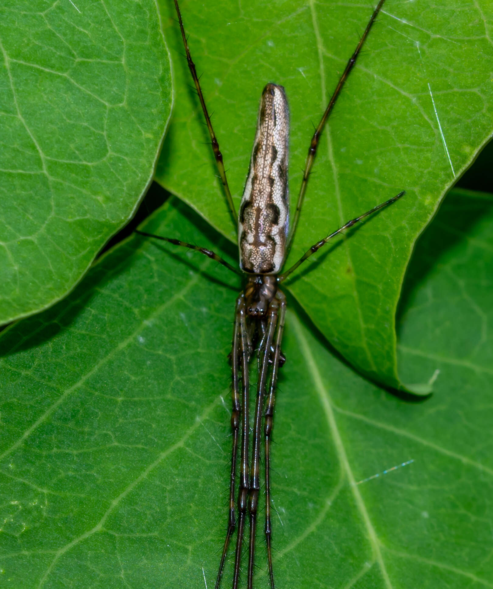 Image of Tetragnatha elongata Walckenaer 1841