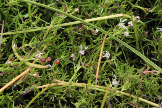 Image of Myriophyllum pedunculatum Hook fil.