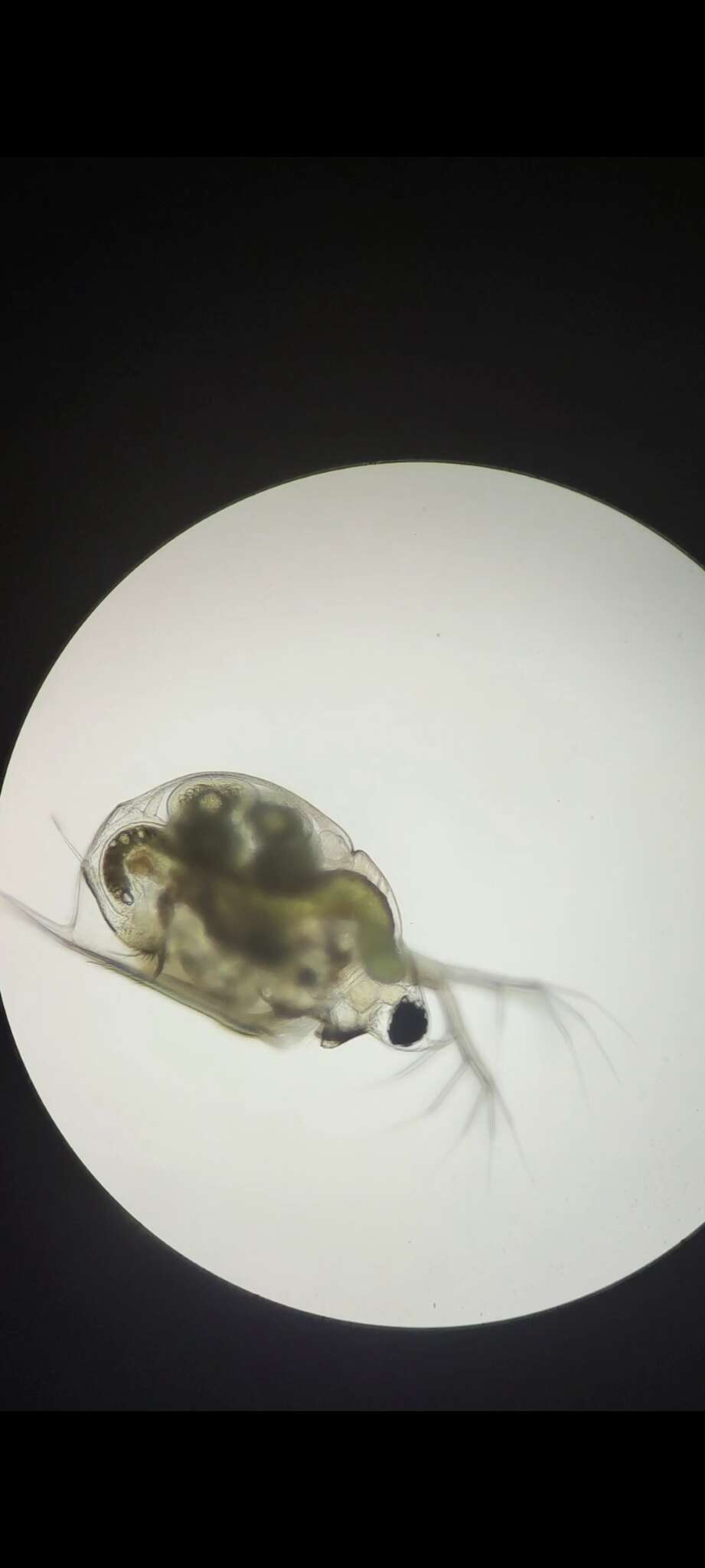 Image of meniscus waterflea