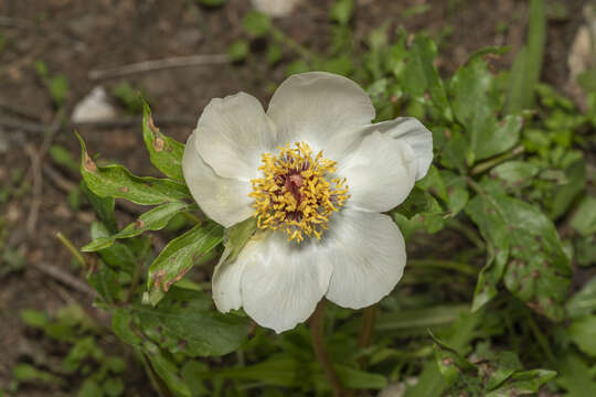 Sivun Paeonia clusii subsp. rhodia (Stearn) Tsan. kuva