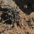 Image of Crassula namaquensis subsp. namaquensis