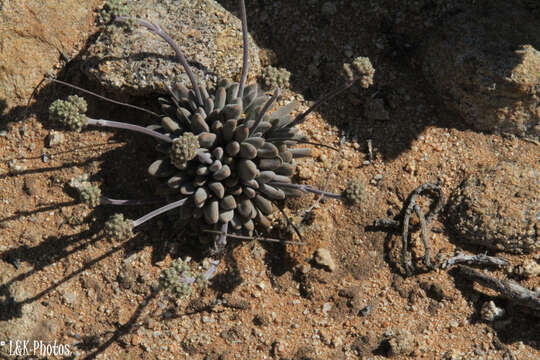 Image of Crassula namaquensis Schönl. & Baker fil.