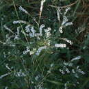 Image of Large Heliotrope