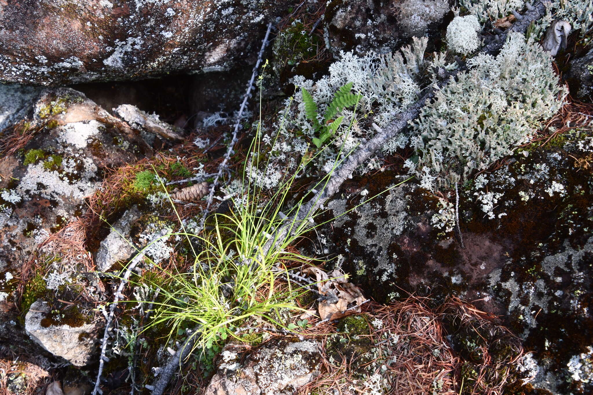 Image of Ryegrass sedge