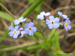 Image of Myosotis afropalustris C. H. Wright